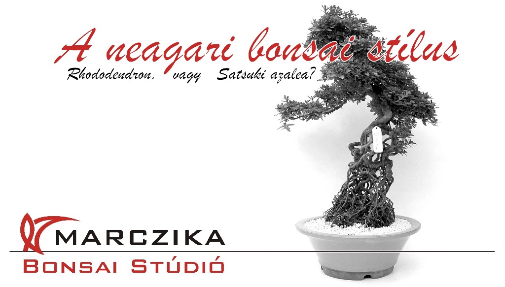 neagari bonsai stilusban nevelt rhododendron indicum vagy satsuki azalea bonsai